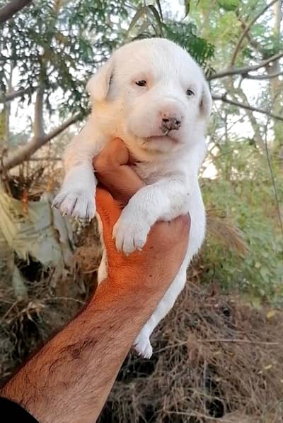 bully gultair female