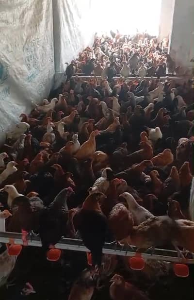 Golden Misri chicks female