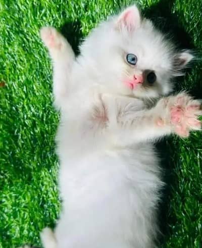Persian female kitten for sale My WhatsApp number 03 25 022 67 56