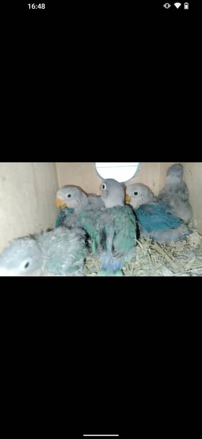 Foster pair with 6 chick 5000