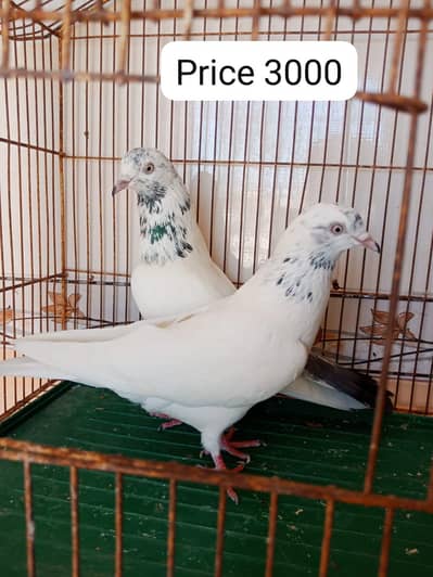 2 pair pigeon