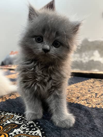 4x Persian Baby kittens for sale