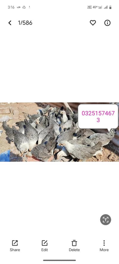 silver golden mishri cochin