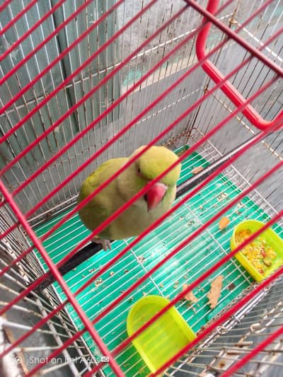 Green Parrots For Sale Pair and 1 female