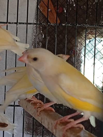 Lutino and common split blue chicks available for sale