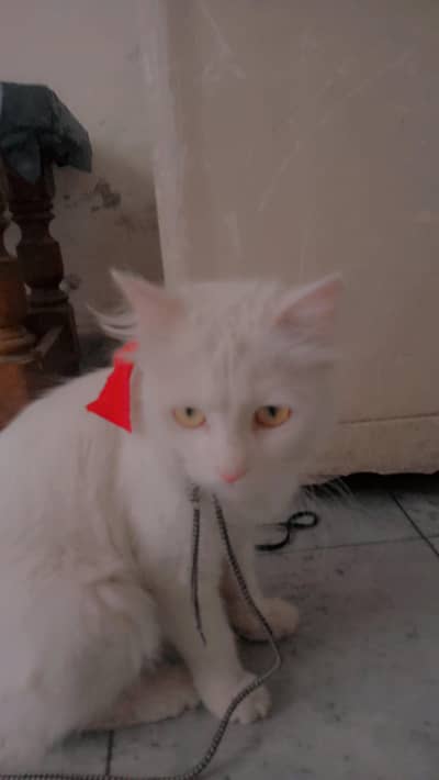 Persian cat female   *yellow eyes *2 coarted hair