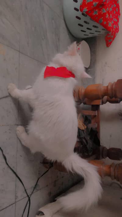 Persian cat female   *yellow eyes *2 coarted hair WhatsApp3455490042