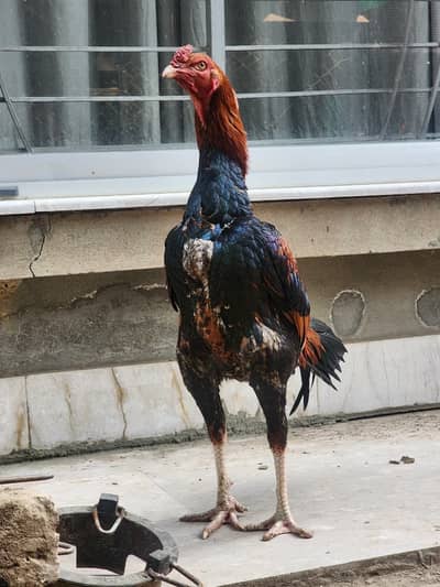 HINT | Aseel | pair | rooster | hen