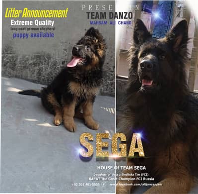 German Shepherd FCI bloodline pup 03014615555