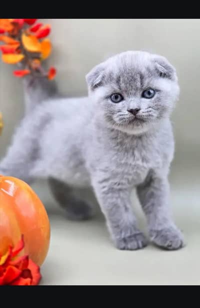 Scottish fold kittin for sell. 0313 4935014