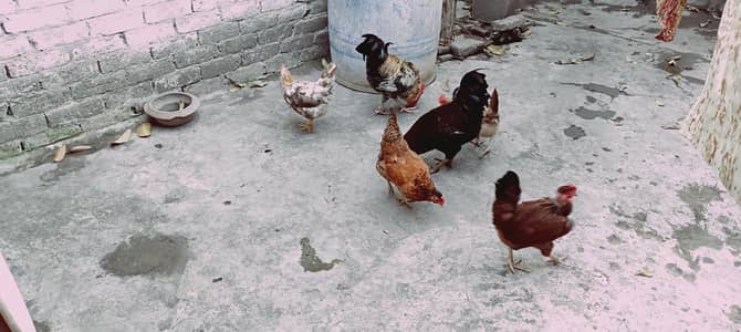 Golden Misri for sale