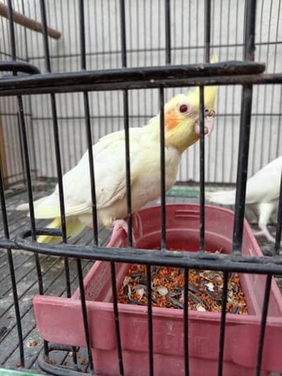 common white/cream cocktail red eye chick