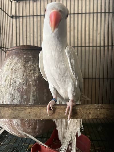 White parrot for sale female