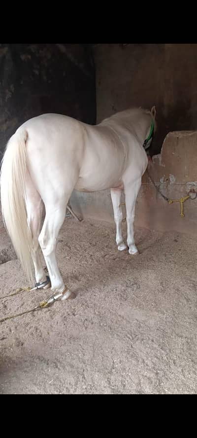 nokra gora white color