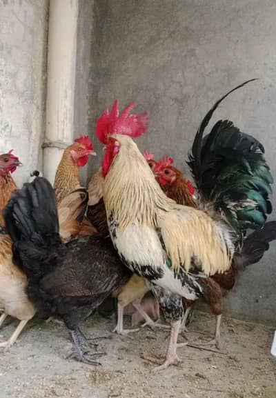 Hens desi pure daily laying eggs 10000%