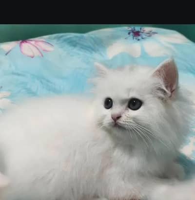 Persian female kitten for sale My WhatsApp number 03 25 022 67 56