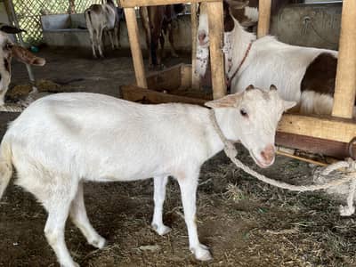 3 female goats for sale