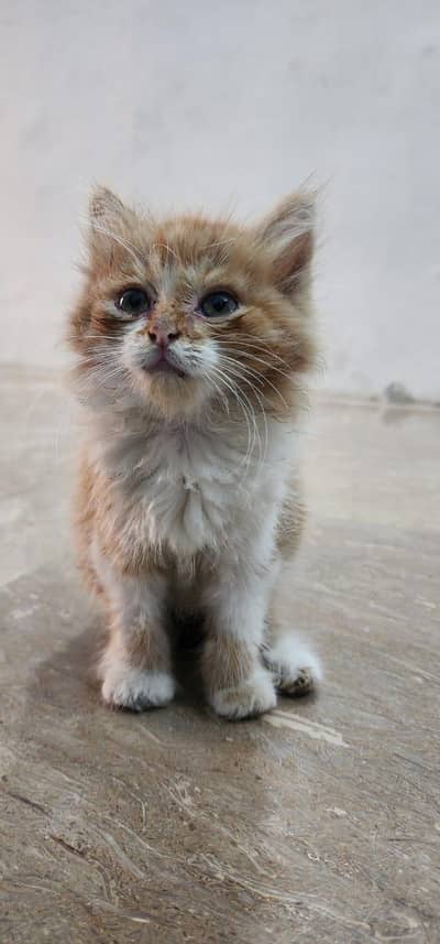 persian kitten for sale