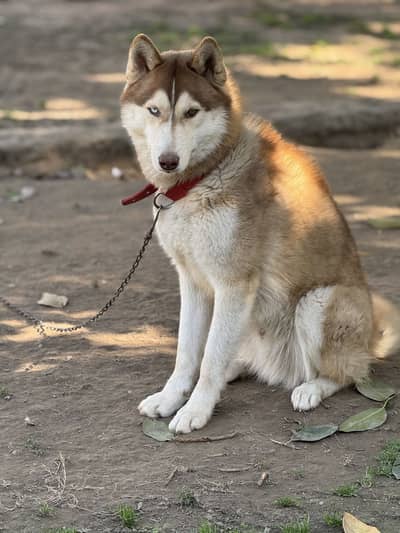 Siberian Husky Brown for sale