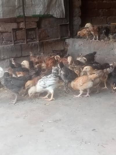 Golden misri silver godlen Chicks Available