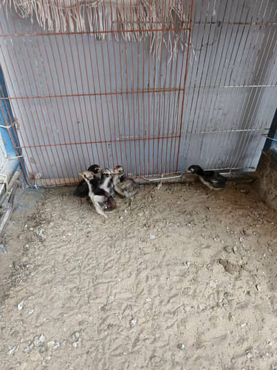 Aseel Chicks full active