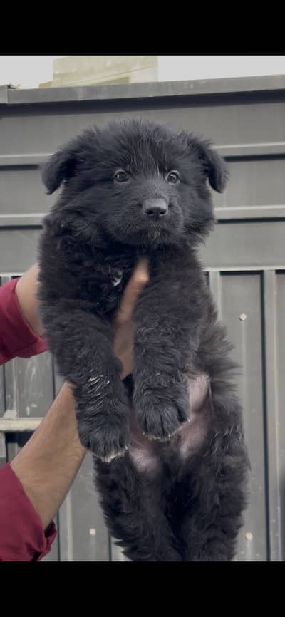 Pedigree German Shepherd Show Class | Microchipped |Imported Bloodline