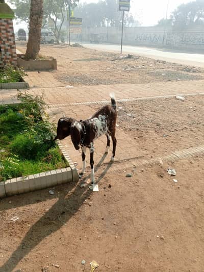 Makhachini crose Desi Mey 1 Bakra or 1 madi
