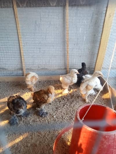 white/Black/Golden heavy Cochin