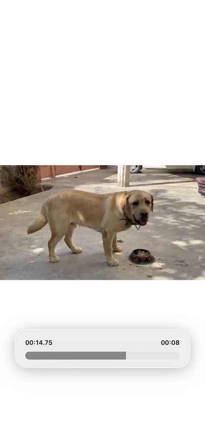 Labrador Retriever Male – Fawn Color | Pedigree | KCP Registered