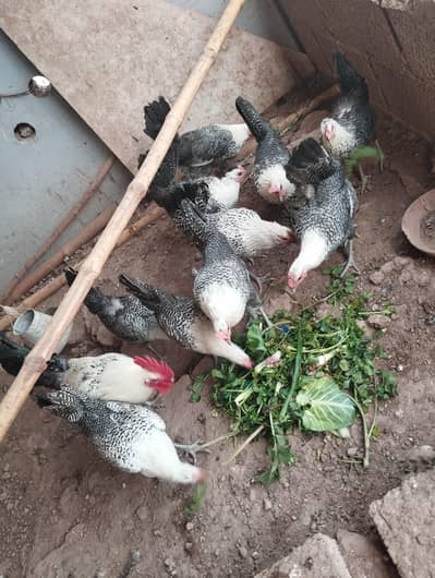 Egyptian Fayoumi hen (Pure Misri)