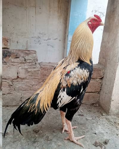 "Asli Mianwali Bloodline – White Beak & Legs (VIP Quality)