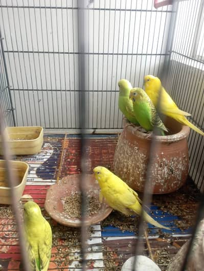 6 beautiful budgies for sale with big cage