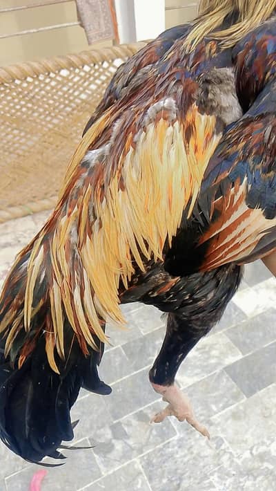 jawa patha for sale peshawar