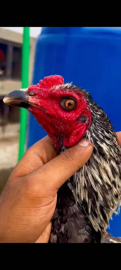 Penas/Penus/Panus Thai Pattha