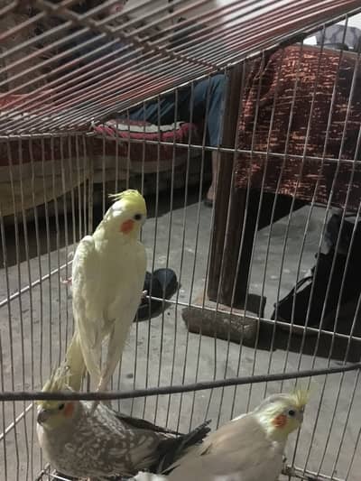 Common White Red Eyes Pair