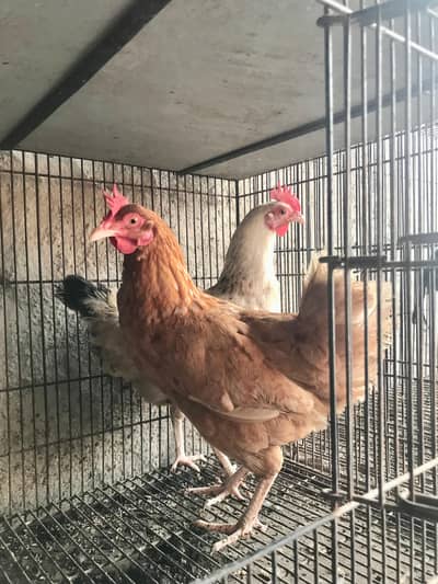 (2) Eggs laying Hens For Sale