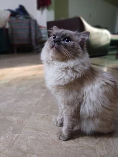 Pure Himaliyan Male Breeder Cat