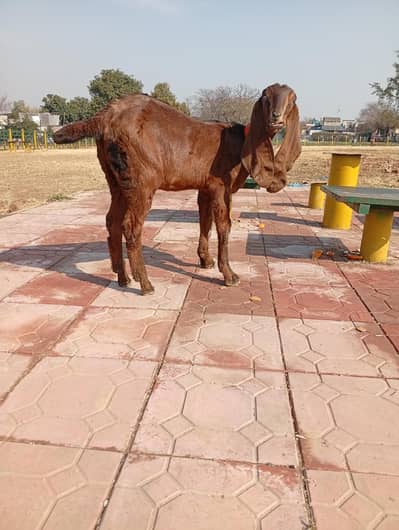 naghra beetal paath 5 month