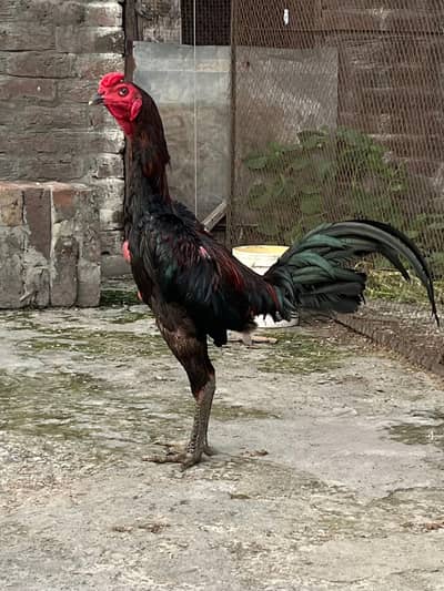 Thai pokeya burmi chikes available only dragon b