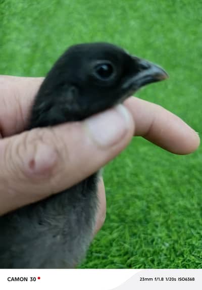 dragon chicks available female available