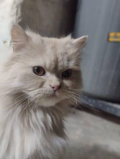persian male cat