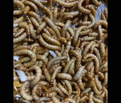 Meal Worms Rs 2.5 for sell