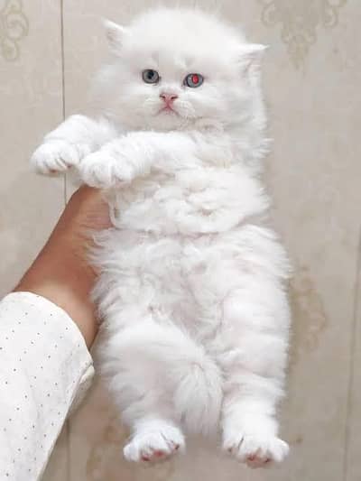 PERSIAN CUTE PLAYFUL KITTENS FOR SALE