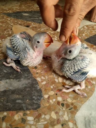 mashallah raw chick available