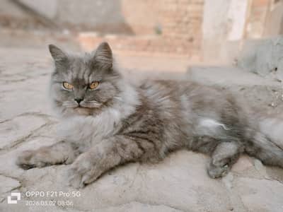 Persian Male Cat