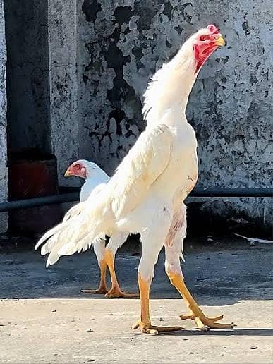 WHITE SHAMO FOR SALE & EGGS ALSO AVAILABLE
