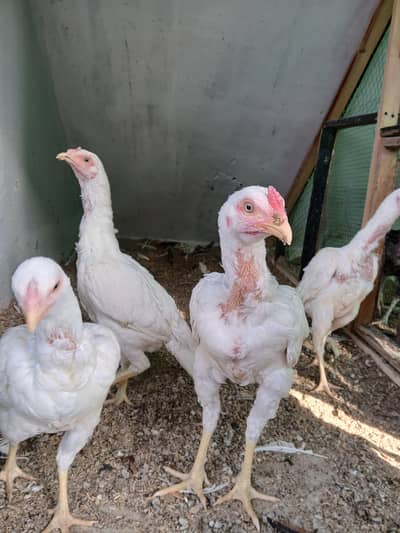 white heera aseel chicks