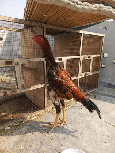 Japanese+ Ganoi Cross