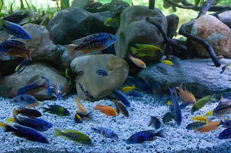 Peacock Malavi Cichlids