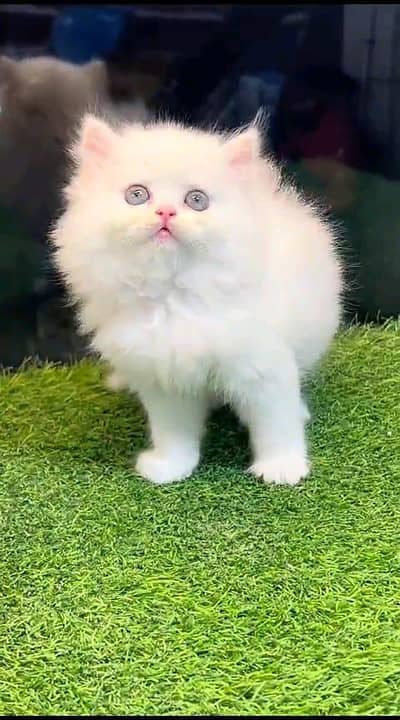 Persian kitten for urgent sale my WhatsApp number 0313496819one